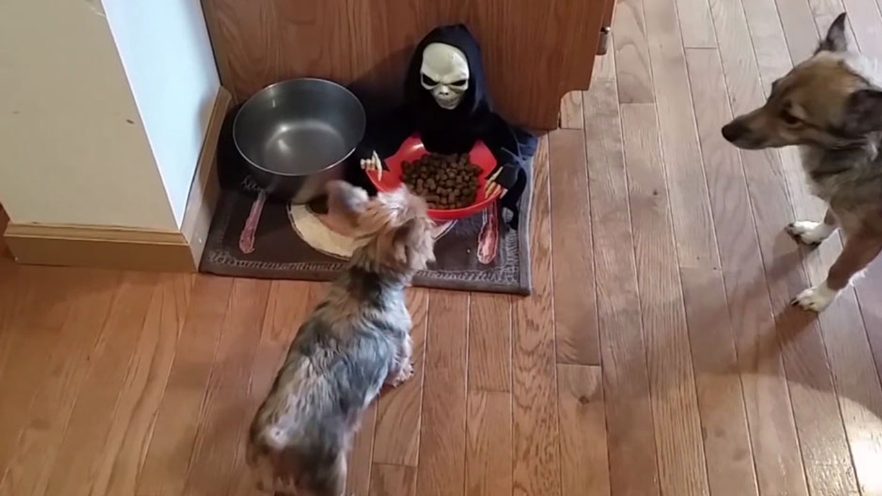 Un Yorkshire essaye de manger ses croquettes..