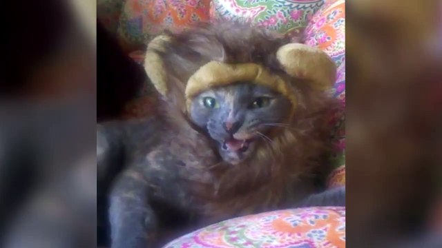 Oui nos chats sont les meilleurs - Compilation Cats are awesome