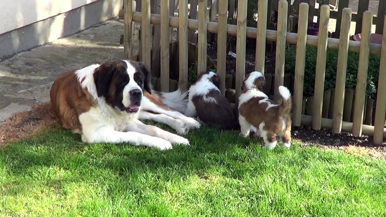 Les filles de Hendjie 2017-04-06