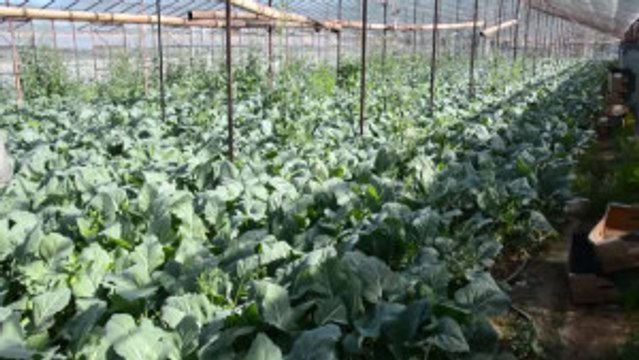 Domates Kısıtlamasına Çözümü Alabaş Ile Buldular - Antalya