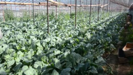 Domates Kısıtlamasına Çözümü "Alabaş" Ile Buldular - Antalya