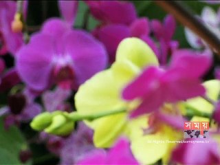 চোখ জুড়ানো, মন মাতানো অর্কিড