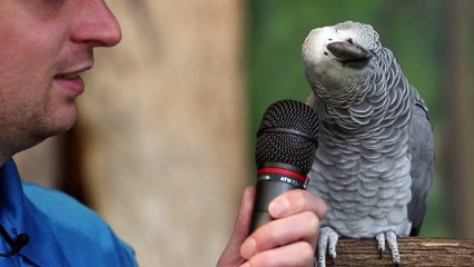 बात करता है, नकल उतारता है, और कुत्ते की तरह भौंकता भी है...तोता |