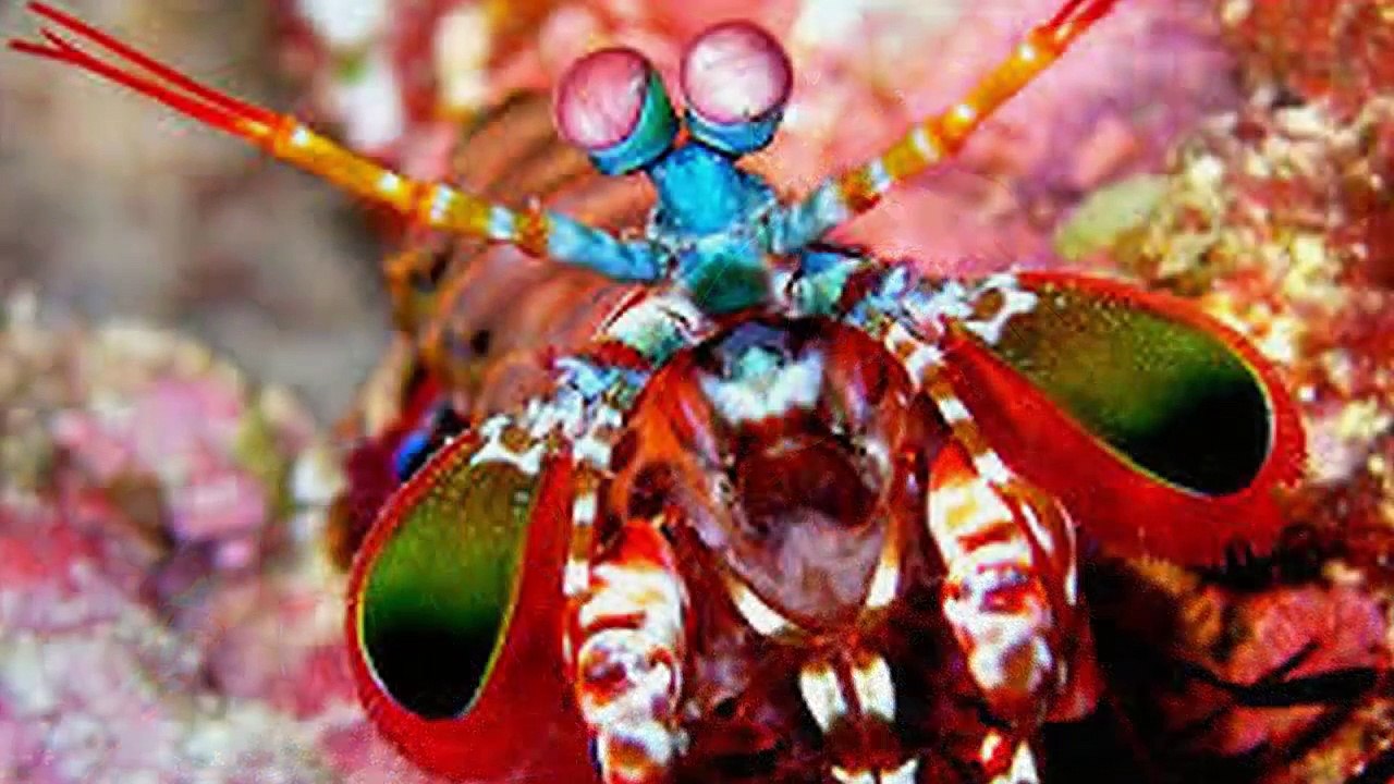 5 EXTREMELY CREEPY DEEP SEA CREATURES