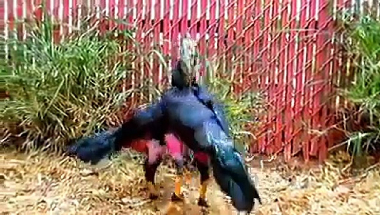 Hint horozu dövüşü inanılmaz çekişmeli böyle dövüş yok