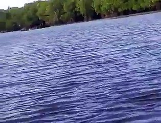 Asian wild Elephants are bathing in Lagoon