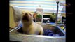 Dogs and cats hate hair dryers - Funny animal compilation