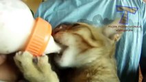 Funny baby animals drinking milk - Cute animal compilation