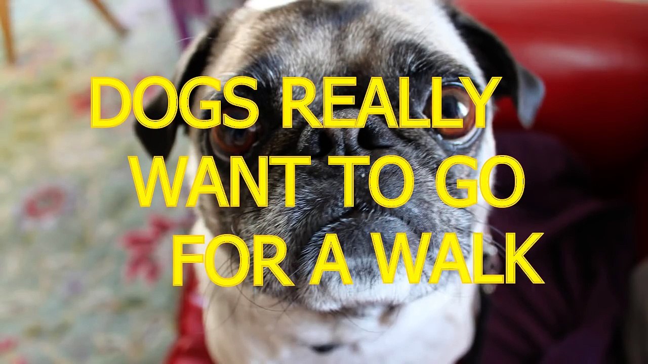 Funny dogs can't wait to go for a walk - Funny dog compilation