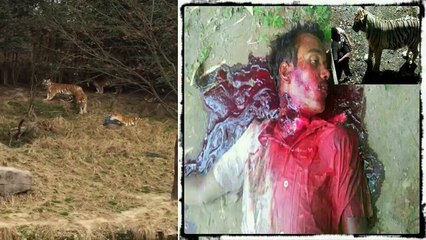 TIGER ATTACK  IN DELHI INDIA ( दिल्ली में बाघ कA  हमलA)