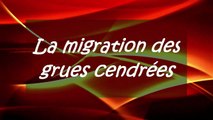 Migration des grues cendrées