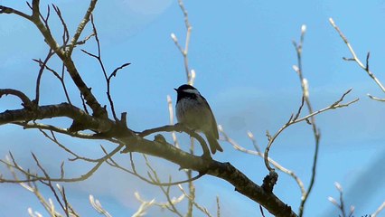 Un oiseau sur sa branche