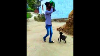 funny dog video only fun purpose