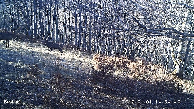 Deux cerfs se souhaitent leurs voeux