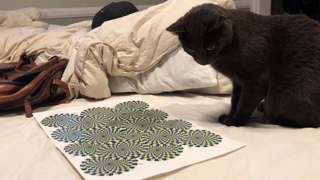 Ce chat est hypnotisé par ce dessin .... Illusion d'optique