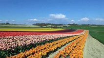 Alpes-de-Haute-Provence : l'incroyable feu d'artifice de couleurs des tulipes du Lubéron