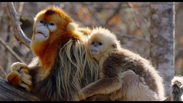Born in China - Meet Tao Tao Clip - Disneynatures [Full HD,1920x1080]