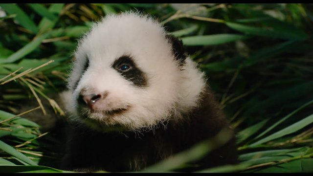 Born in China - Meet Ya Ya Clip - Disneynatures [Full HD,1920x1080]