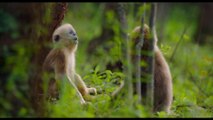 Born in China - Monkeying Around Clip - Disneynatures [Full HD,1920x1080]