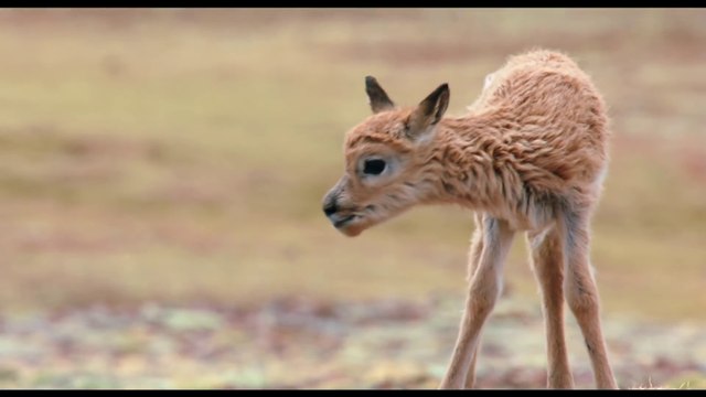 Born in China - Walking is Hard Clip - Disneynatures [Full HD,1920x1080]
