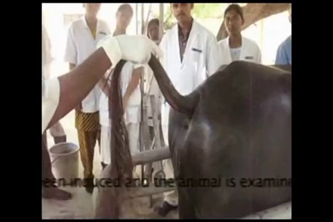 Uterine Torsion in Cattle
