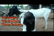 Goat Mating Behaviour