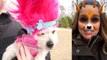 Trolls Puppy Makeover (Poppy, Branch, Guy Diamasd