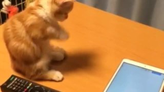 Kitten attempts to play with tablet, fails adorably