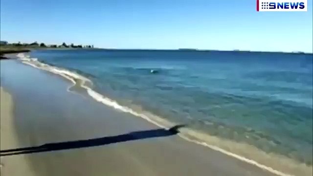 Lors d’une promenade à la plage avec son maître, ce chien s’échappe et plonge soudainement dans l’eau. La raison laisse