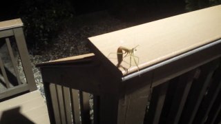 Praying Mantis Encounter