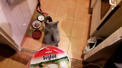 Prières d'un chat pour manger.. ENORME !