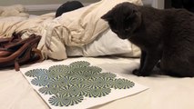 Illusions d'optiques sur un chat ? Rend fou !