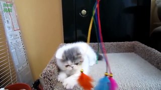 Most Cute Kittens Compilation 2017