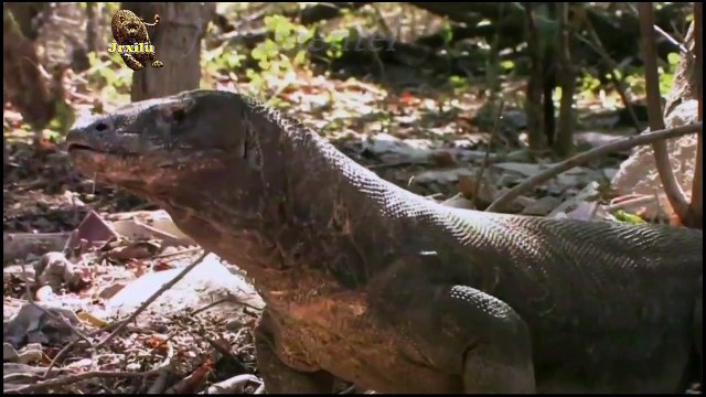 DRAGÃO DE COMODO, batalhas de animais selvagens, mundo animal, confrontos animais, animais selvagens atacando