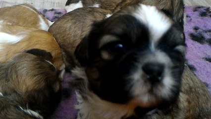 Chiots nés le 18 mars 2017