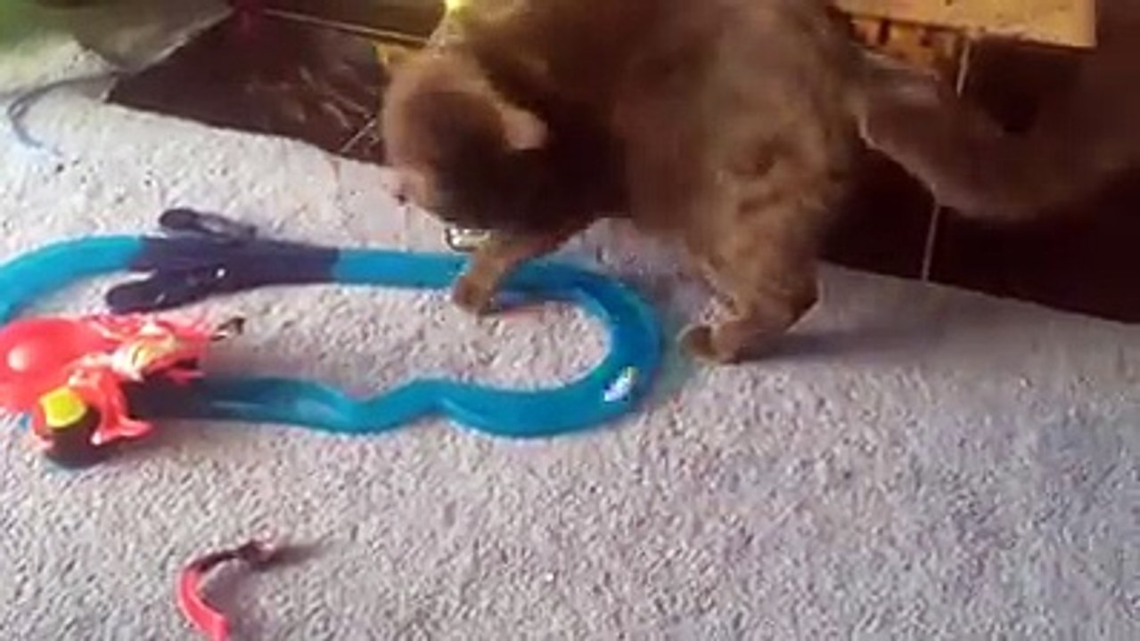 Funny cats