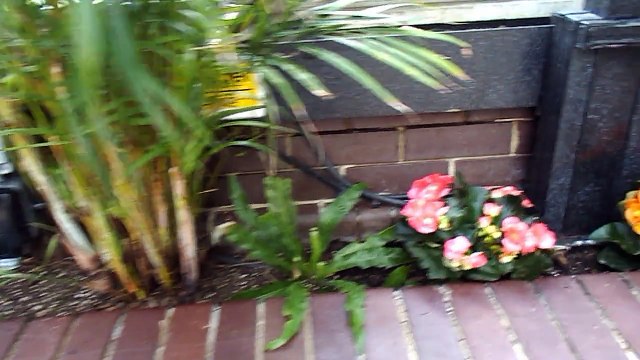 Tour of the Barbican conservatory (home to exotic fish & tropical plants) in London part 1