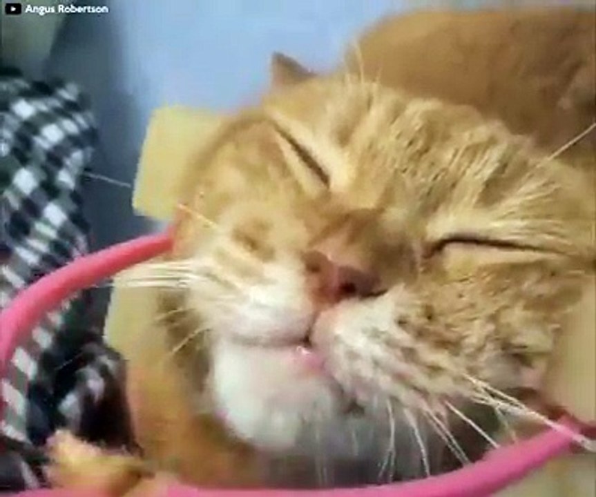 Cat massage