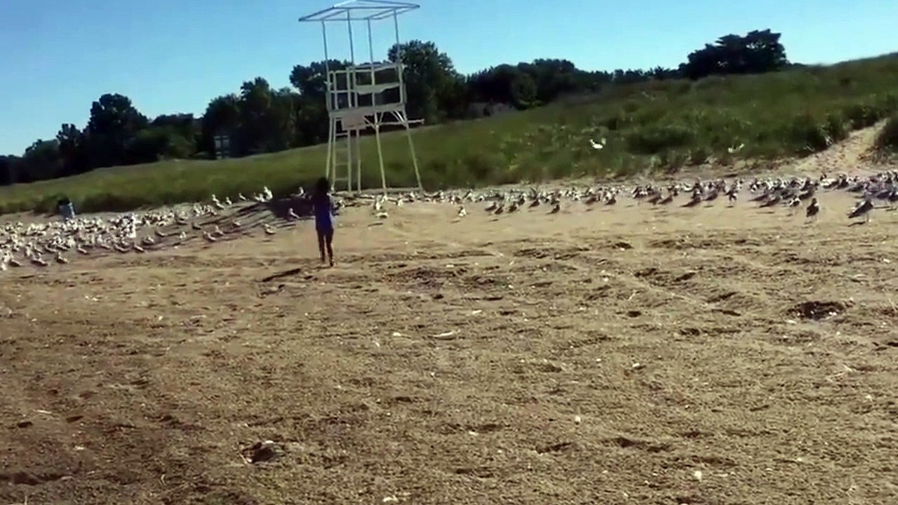 Une petite fille ne s'attendait pas à ça en embêtant des mouettes !