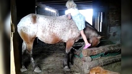 Une petite fille essaie de monter sur un très grand cheval !