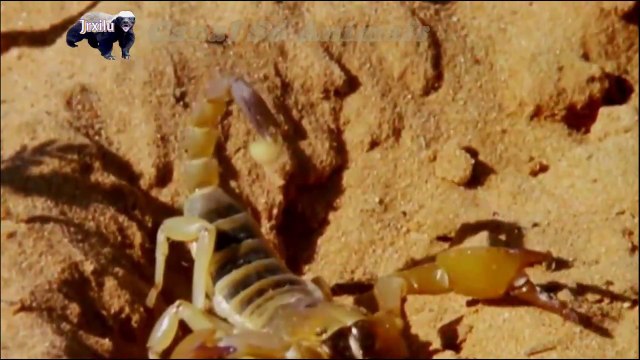 Escorpião Vs Suricate, batalhas de animais selvagens, mundo animal, confrontos animais, animais selvagens atacando