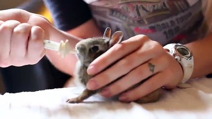Un adorable bébé lapin très heureux de boire son lait