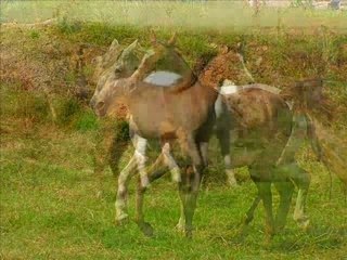 Chevaux arabes de la Penzé