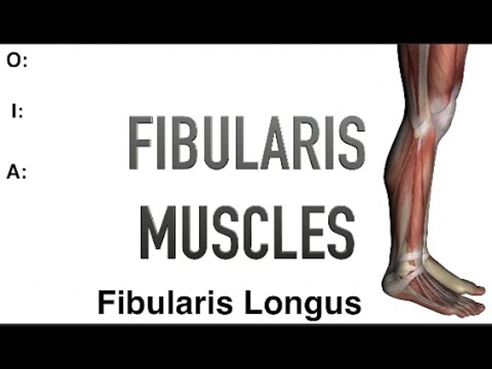 Fibularis Muscles - Origins, Insertions & Actions