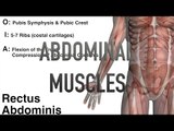 Abdominal Muscles - Origins, Insertions & Actions