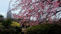 新宿御苑の桜