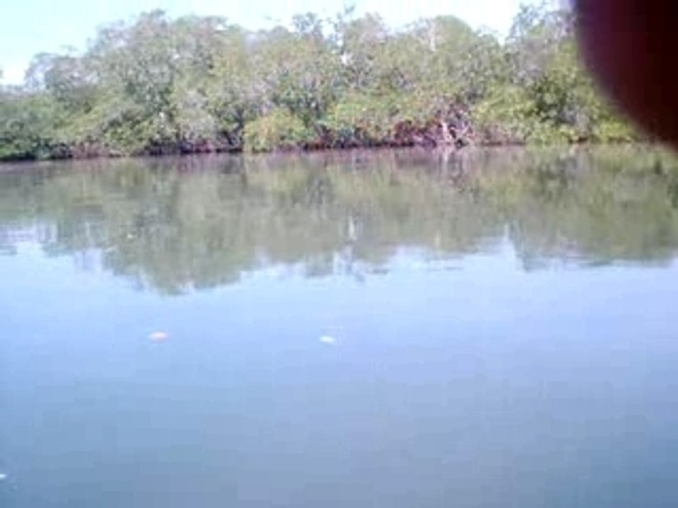Punta Russia Mangrove