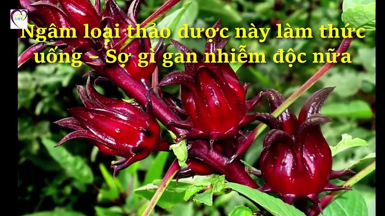 Livsin94.vn | Ngâm loại thảo dược này làm thức uống – Sợ gì gan nhiễm độc nữa