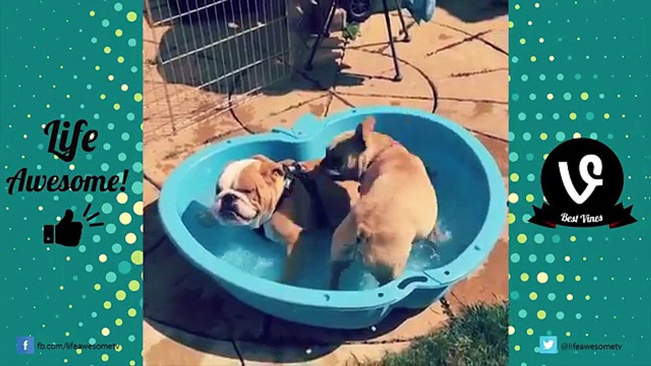 TRY NOT TO LAUGH or GRIN- Funny Vines Animals Compilation 2017 - Funny Cat & Dog Videos