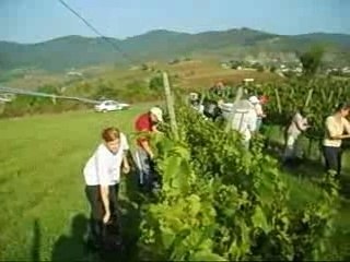 Vendanges 2007